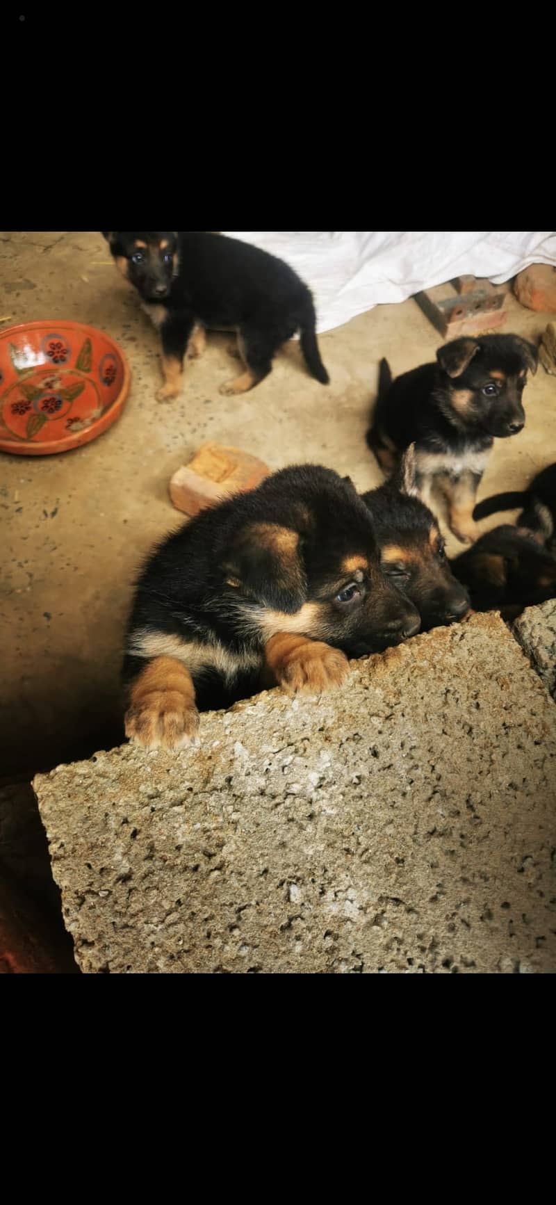 German shepherd Puppys for sale Whatsapp 03004454331 0