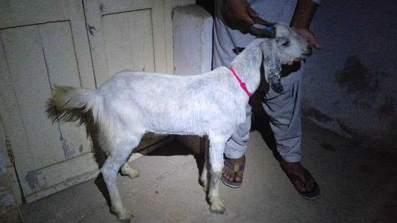 FRESH 2 DANT KHASSI FOR QURBANI 2025 11