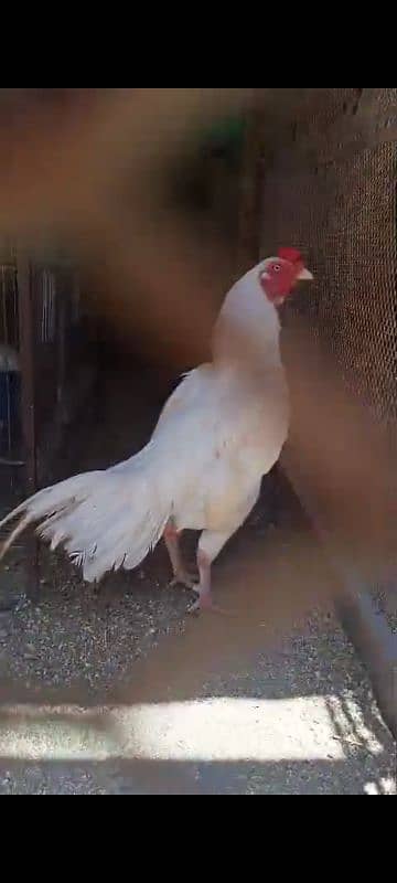 Heera chicks / pure Aseel chicks / Hera / Paper White / Mianwali Heera 0