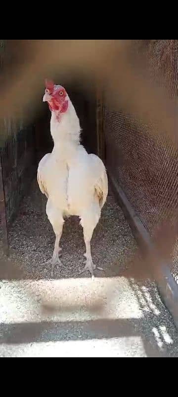 Heera chicks / pure Aseel chicks / Hera / Paper White / Mianwali Heera 1