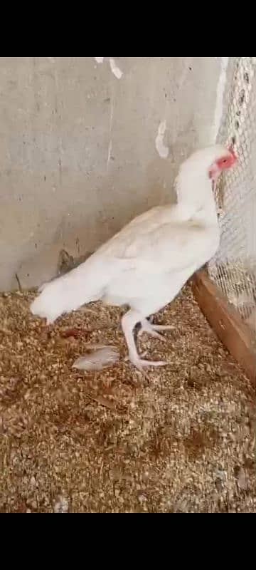 Heera chicks / pure Aseel chicks / Hera / Paper White / Mianwali Heera 3