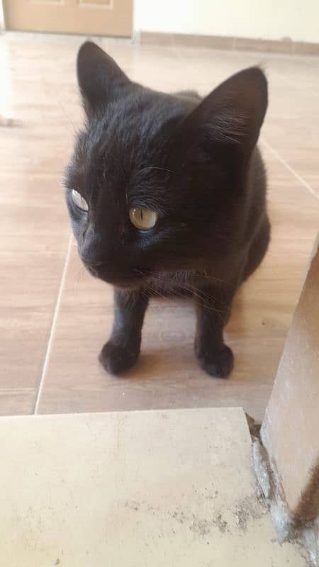 black cat 1