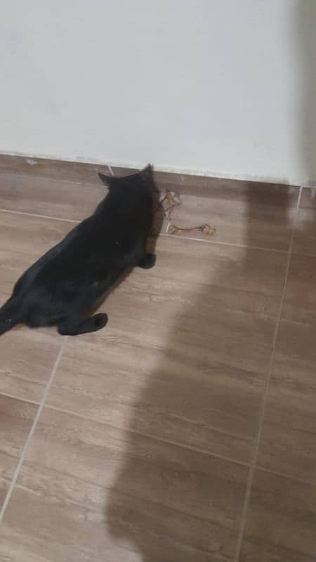 black cat 2