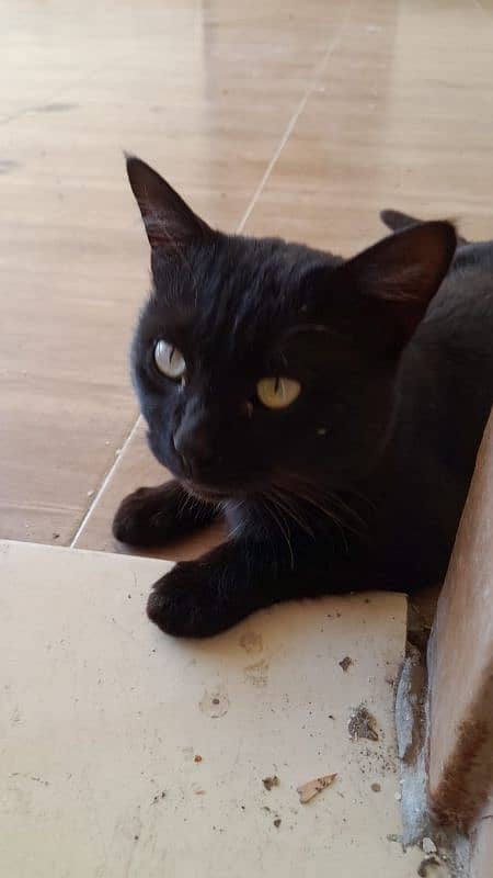black cat 3