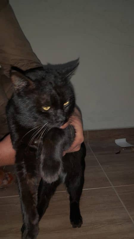 black cat 4
