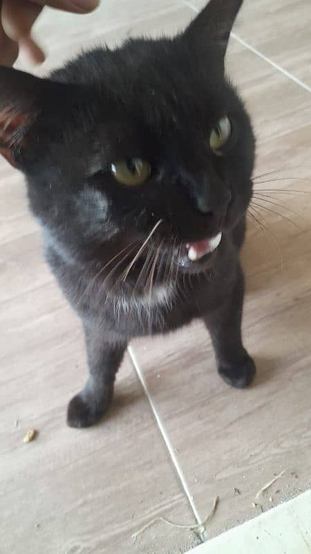 black cat 6