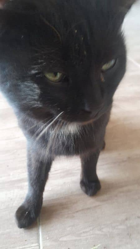 black cat 7