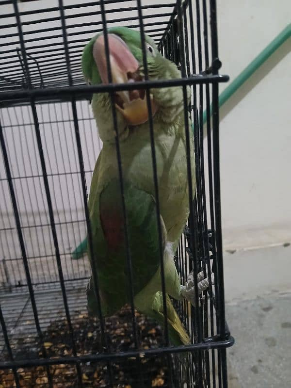 Raw parrot 0