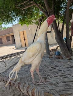 Heera