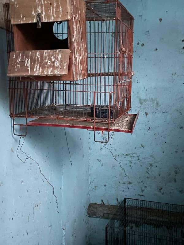 cages for birds 4