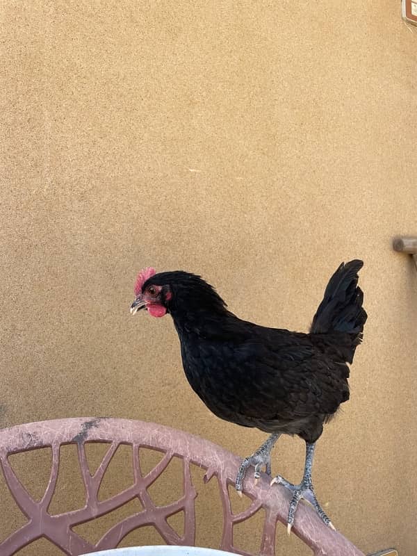 australorp misry 0