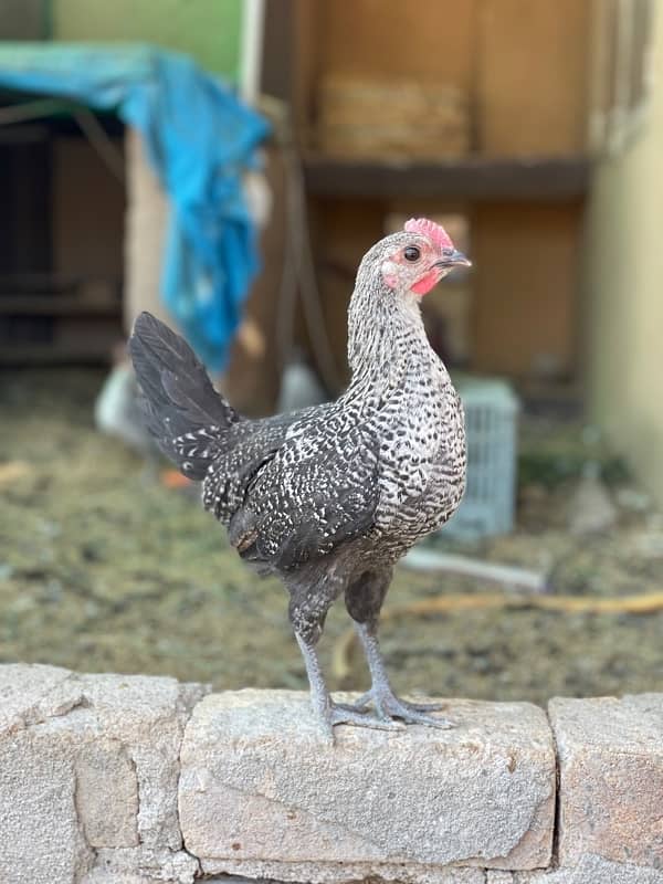 australorp misry 1
