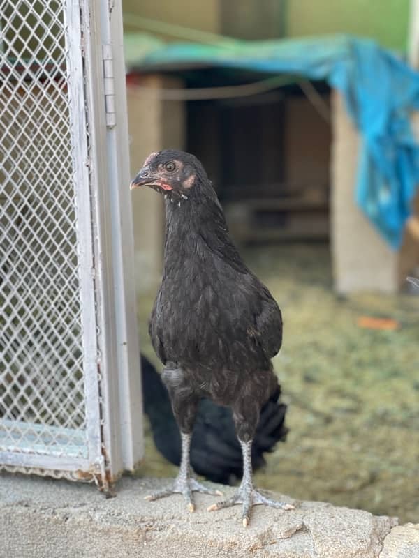 australorp misry 2