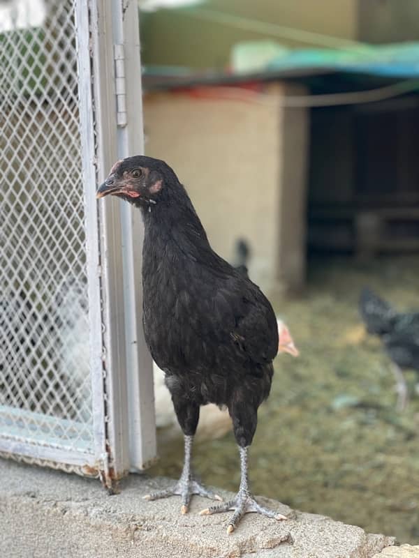 australorp misry 3