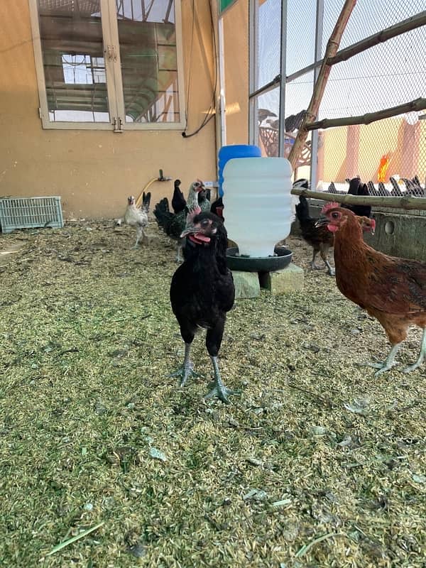 australorp misry 5