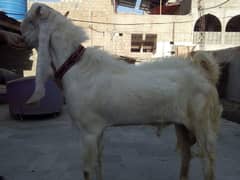 gulabi baqra