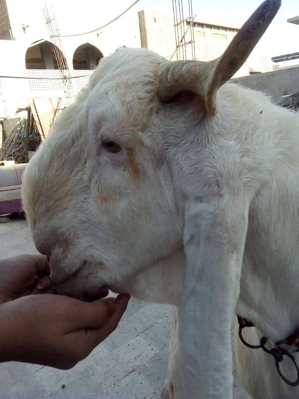 gulabi baqra 1