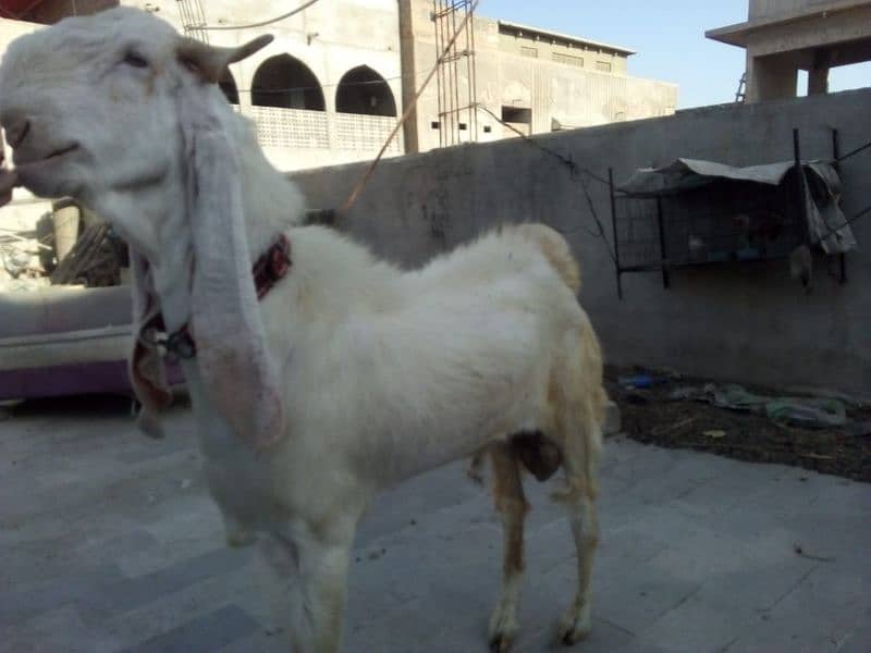 gulabi baqra 2