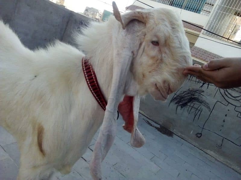 gulabi baqra 3