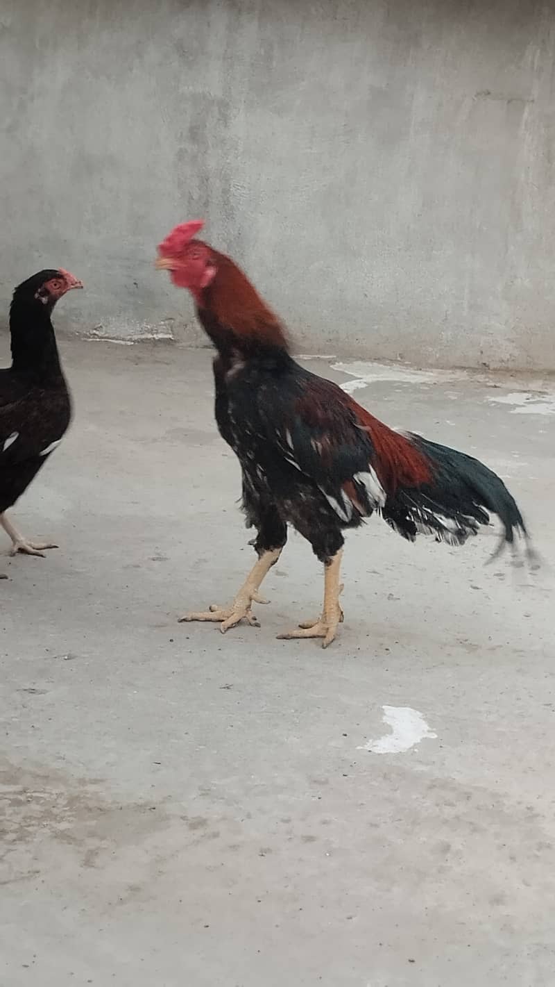 Selling good quality pure Aseel bread 1