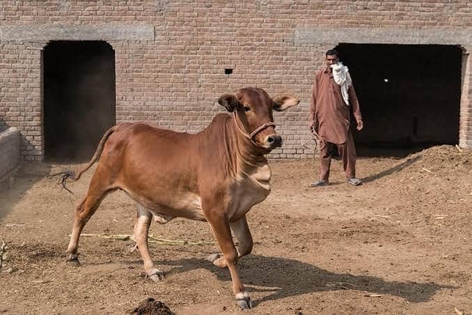 Dairy Farm worker 0