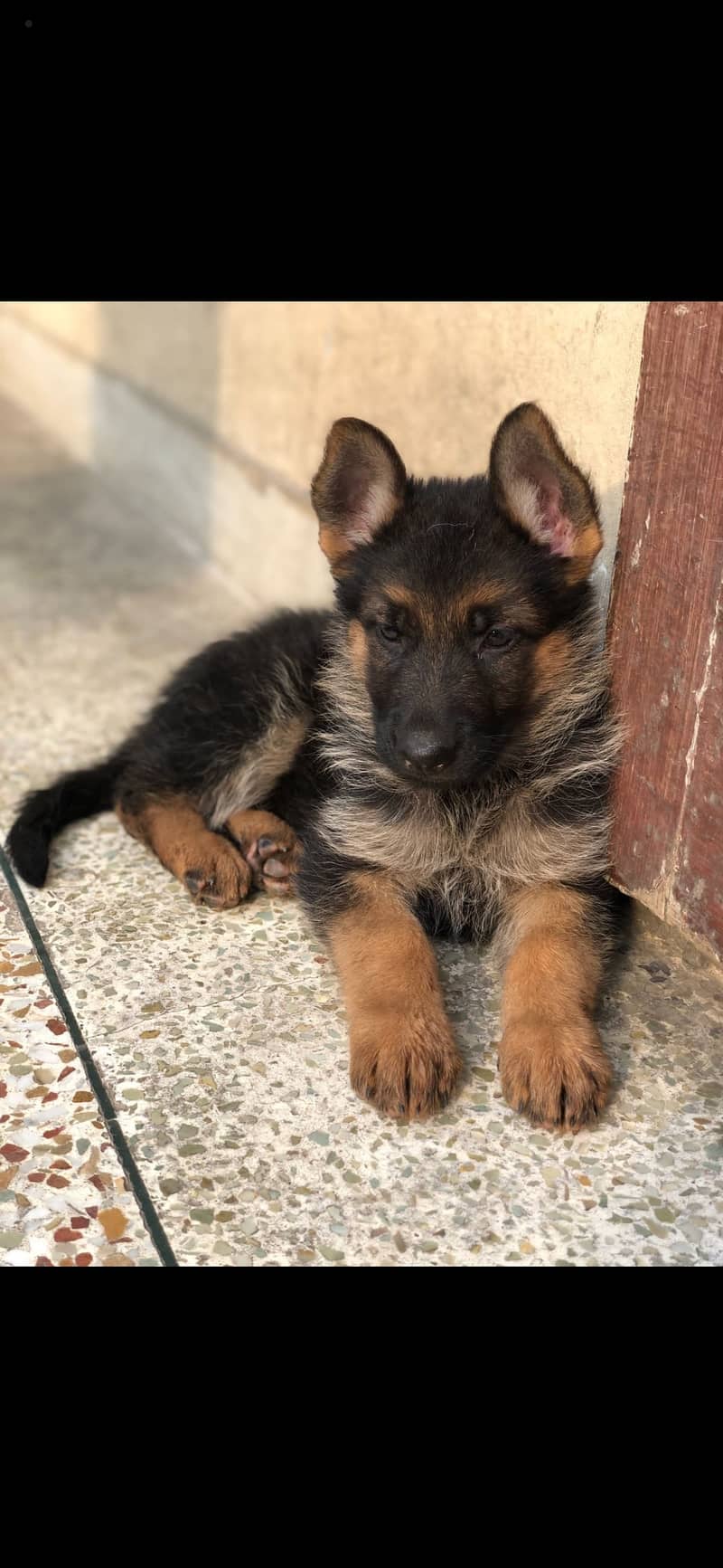 Germon shephered puppys Whatsapp 03004454331 0
