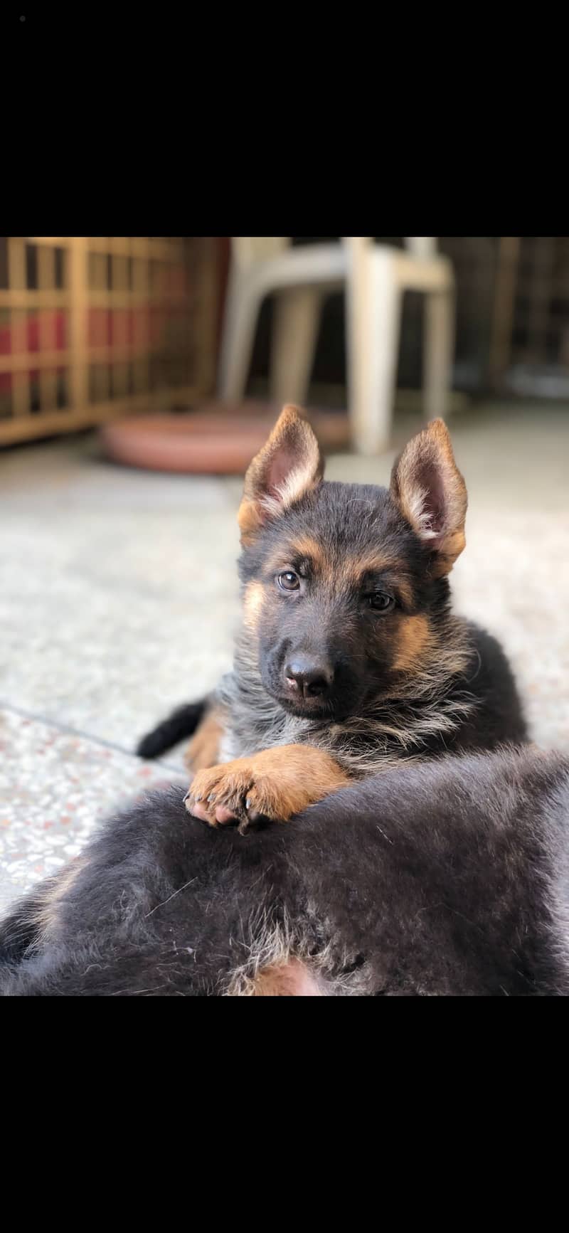 Germon shephered puppys Whatsapp 03004454331 1