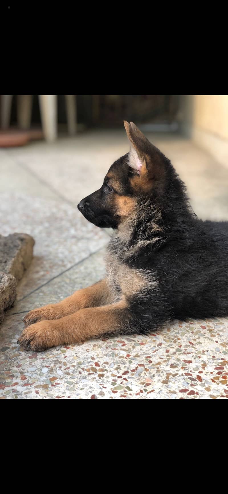 Germon shephered puppys Whatsapp 03004454331 2