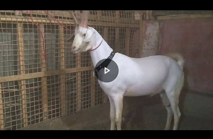 2dant Hyderabadi tapra 0