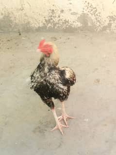 male and female for chicks  numb 03231053892