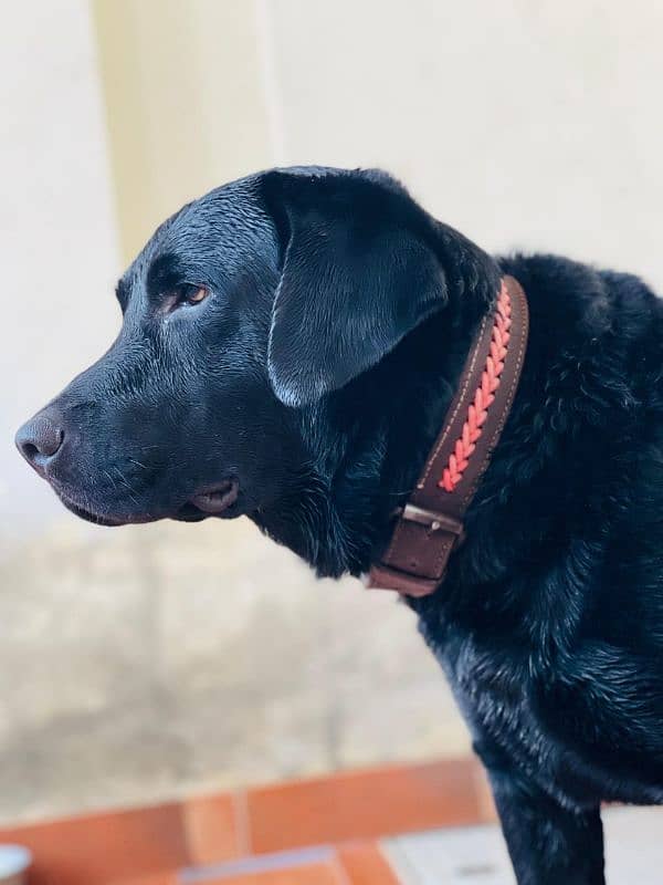 American Labrador male 0