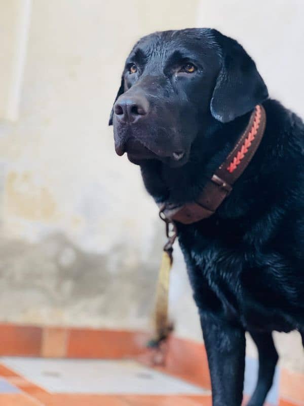 American Labrador male 2