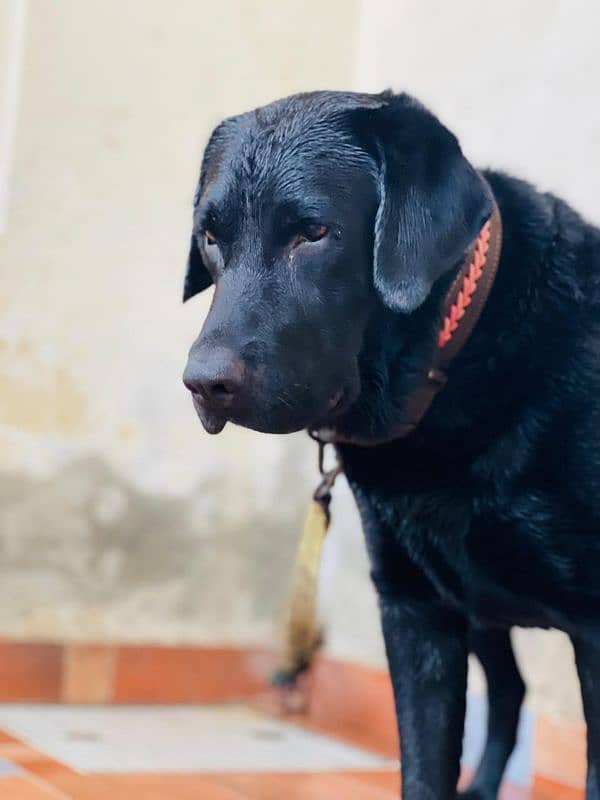 American Labrador male 3
