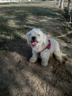 Maltese terrier in white colour for sale