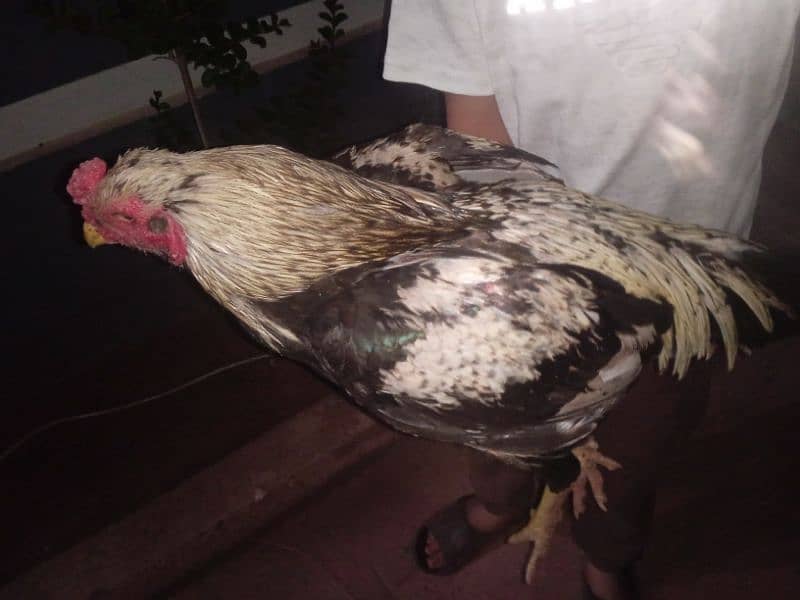 aseel murga for sell 0