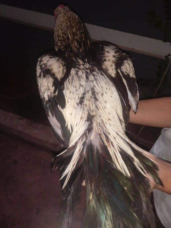 aseel murga for sell 1