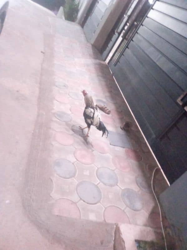 aseel murga for sell 2