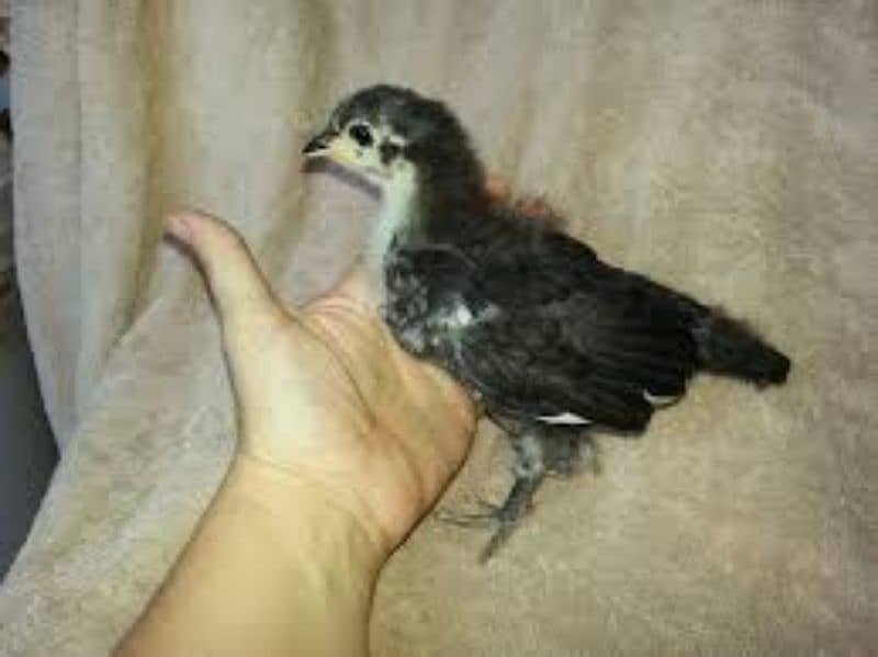 black Australorp two week old chicks and fertile eggs 03341743563 0
