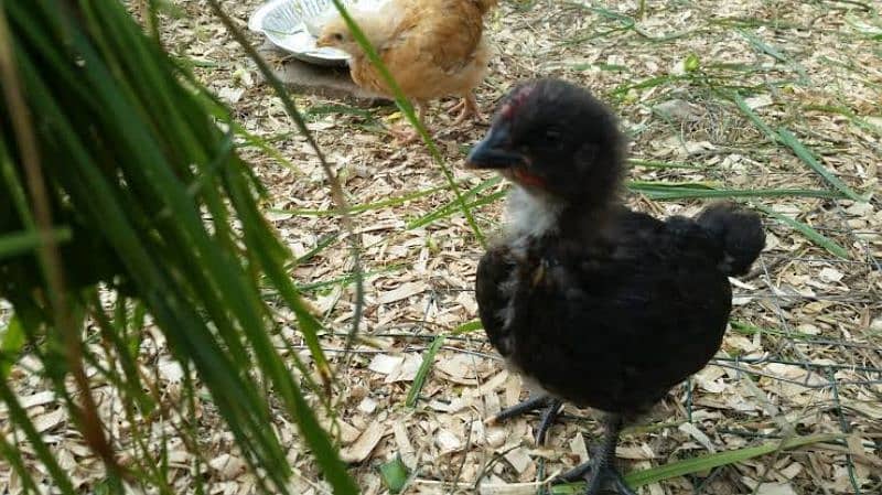 black Australorp two week old chicks and fertile eggs 03341743563 1