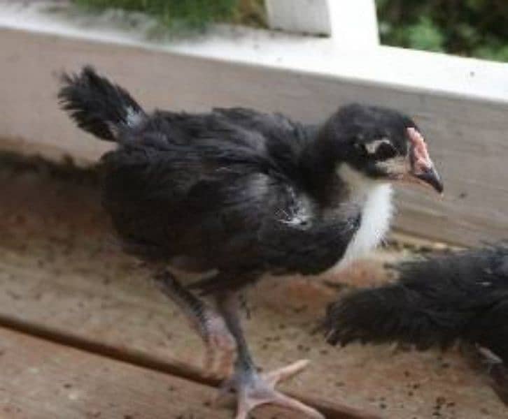 black Australorp two week old chicks and fertile eggs 03341743563 3