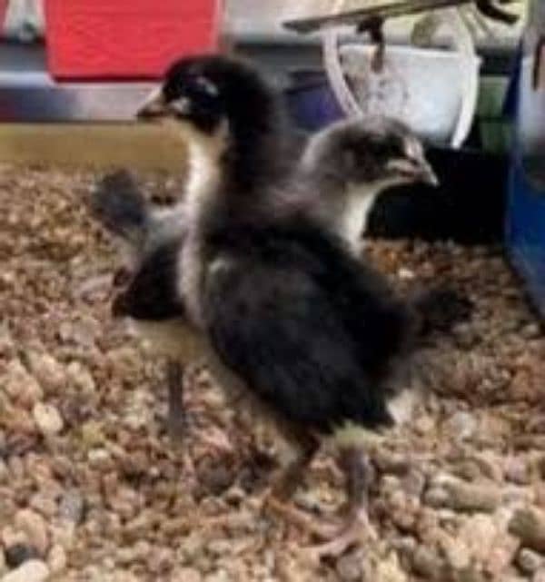 black Australorp two week old chicks and fertile eggs 03341743563 4