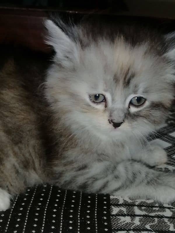 kittens 0