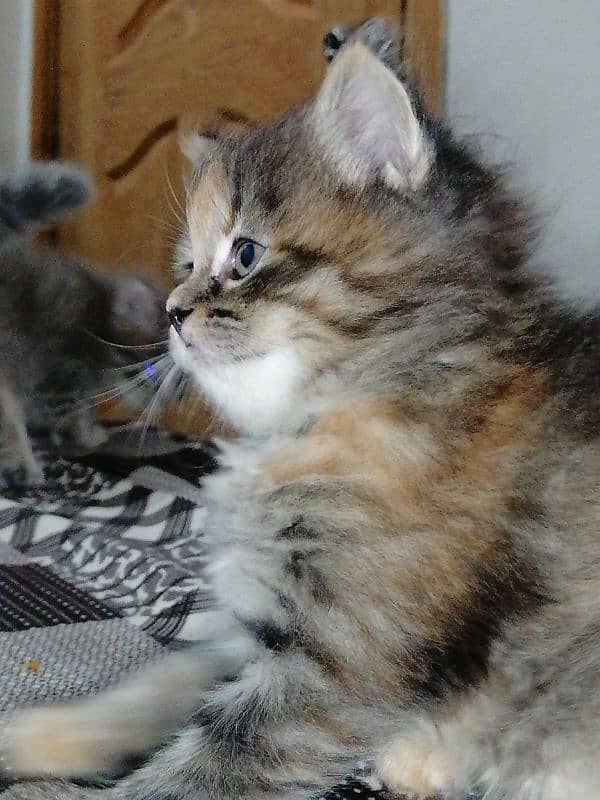 kittens 1