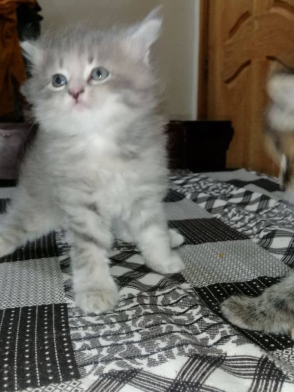 kittens 2