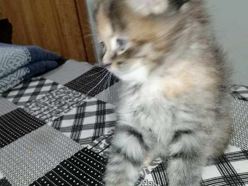 kittens 4