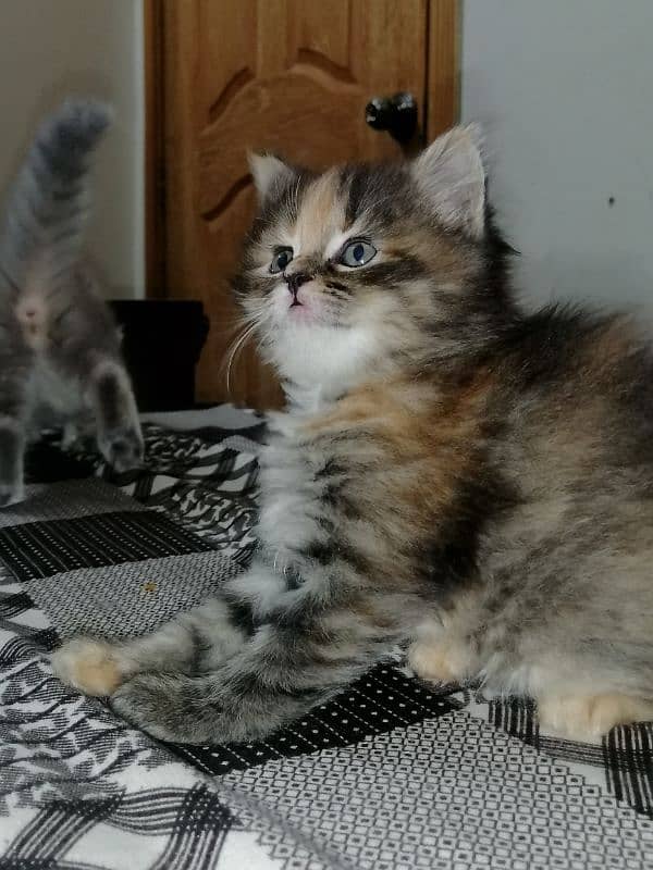 kittens 5