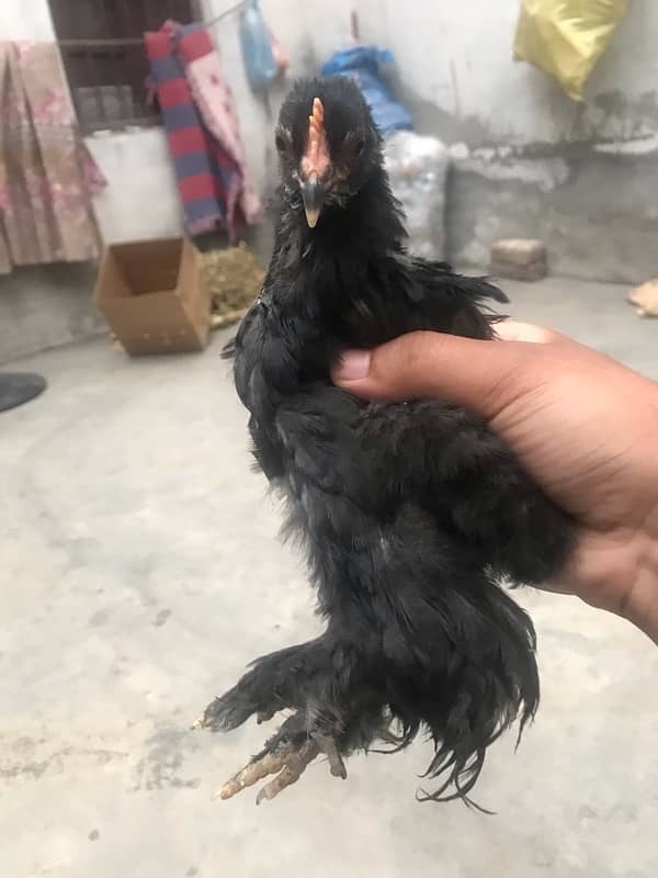 Top quality Bentam chicks are available for sale 0