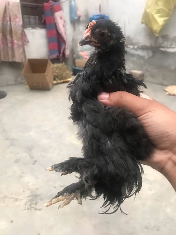Top quality Bentam chicks are available for sale 1