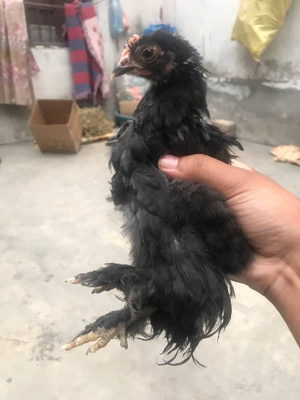 Top quality Bentam chicks are available for sale 2