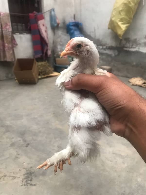 Top quality Bentam chicks are available for sale 3